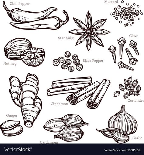 Herbs Illustration, Spice Set, Magick Book, Laser Art, Sketch Notes, Vector Sketch, Desenho Tattoo, Shirt Print Design, Cooking Art