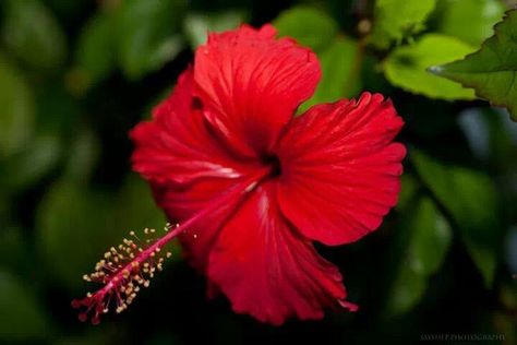 La Amapola Flower Of Puerto Rico, Puerto Rican Flower, Puerto Rico Flower, Puerto Rico Tattoo, Arrow Tattoos For Women, Puerto Rico Art, Tropical Flower Plants, Puerto Rican Culture, Flower Meanings