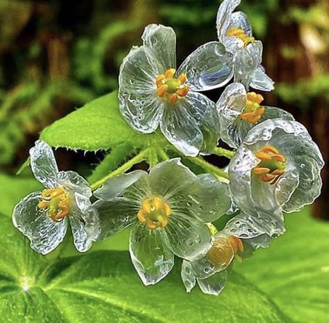 Diphylleia grayi, also known as the skeleton flower, has white petals that turn translucent with rain. When dry, they revert to white. Diphylleia Grayi, Skeleton Flower, Goth Garden, Plant Fungus, White Petals, The Skeleton, Language Of Flowers, Rare Flowers, The Flowers