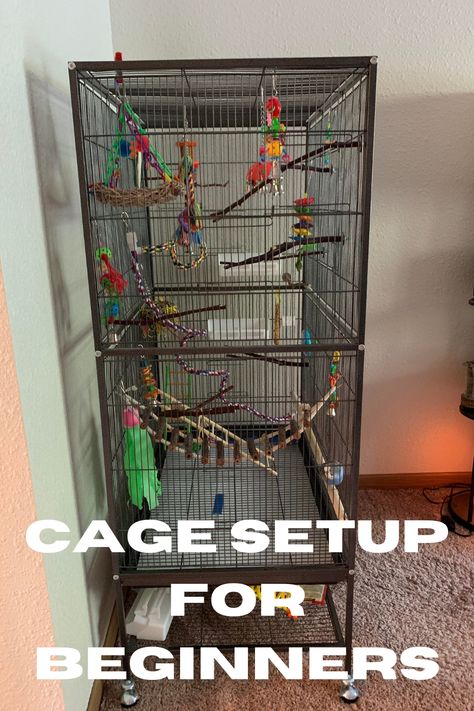 Turn your parakeet's cage into a paradise with these setup tips! Explore colorful accessories, natural branches, and DIY enrichment ideas to keep your feathered companion happy and healthy. 🌺🌴 #BirdCageSetup #PetLovers Budgie Aviary Ideas, Bird Cage Set Up Ideas, Diy Bird Accessories, Diy Parakeet Cage Ideas, Parrotlet Cage Setup, Parakeet Cage Ideas Budgies, Cockatiel Enrichment, Diy Budgie Cage, Bird Cage Setup Ideas