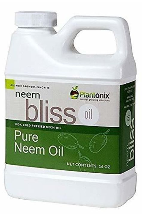 How To Use Neem Oil - The Organic Solution To Pest & Disease Control! Aphid Control, Get Rid Of Aphids, Organic Insecticide, Pachira Aquatica, Natural Insecticide, Foliar Spray, Natural Pesticides, Insecticidal Soap, Natural Pest Control