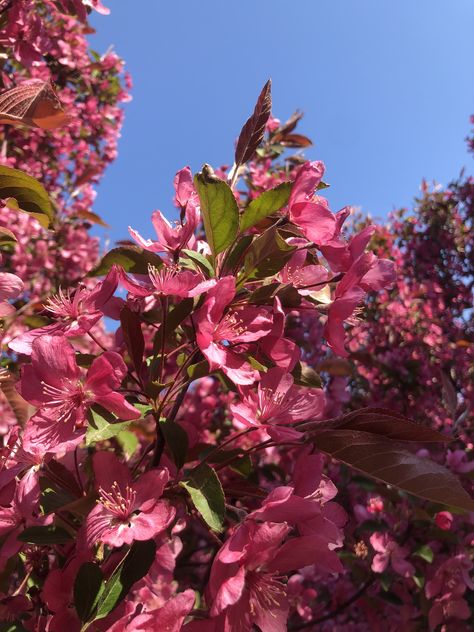 Do you know the Chinese flowering crabapple is also called miss-grass. Flowering Crabapple, Crab Apple, Tattoos, Plants, Flowers, Floral, Nature