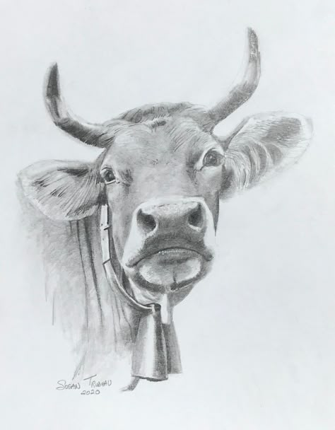 Cow Drawing Realistic, Cute Cow Sketch, Cow Drawings, Cow Sketch, Cow Eyes, Realistic Animal Drawings, Pyrography Ideas, Animal Sketch, Cow Drawing