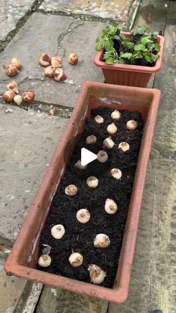 Tom Strowlger on Instagram: "Spring Bulb Lasagne Planter🪴

A beautiful continuous flow of spring flowers. This spring bulb combination is Grape Hyacinth, Hyacinth & Tulip. Then topped with Winter Pansies and Primroses to enjoy over Autumn and Wintertime. 

Please order your Spring Bulbs using my 10% off promo code GWTBULBS2024 at www.bostonseeds.com @bostonseeds 

Please order Winter Pansies, Primroses & Bedding Plants with my promo code TMTAWTOM12 for 12% off when you spend £20 or more at www.thompson-morgan.com @thompsonmorgan1855 

Would you like a beautiful pot or trough for the garden? I’ve got a 5% discount promo code TOM5 for you at www.heritagepotcompany.co.uk @heritagepotcompany 

I’ve got a 10% discount promo code GWT10 for you at www.fieldcompost.co.uk @field_compost on Field N Bulb Lasagne Combinations, Autumn Garden Pots, Bulb Lasagne, Winter Pansies, Primrose Plant, Grape Hyacinth, Spring Bulbs, Flower Lights, Bedding Plants