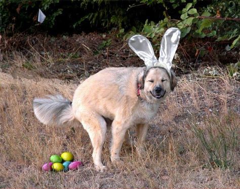 Ha ha! Easter Dog Pictures, Easter Dog, Easter Pictures, Easter Humor, Best Dog Breeds, Smiling Dogs, Very Funny Pictures, Bunny Ears, Funny Animal Pictures