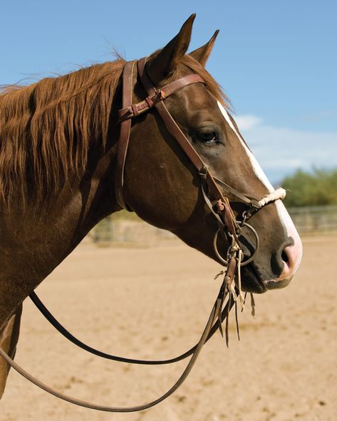 hands. Goodnight warns that another common mistake is to use the running martingale without rein stops, which attach to the reins Horses Chestnut, Horse Reins, Working Cow Horse, Horse Reining, Equestrian Supplies, Bitless Bridle, Horse Training Tips, Western Tack, Barrel Racer