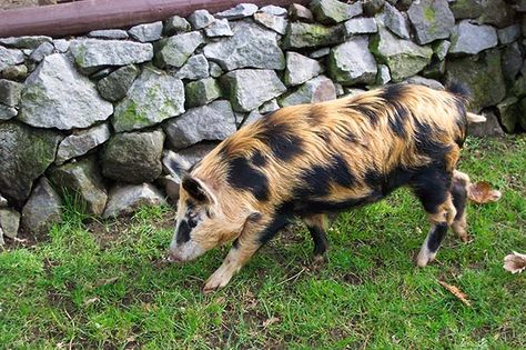 How the rare Arapawa Island pig could help biomedical science #science #pig #arapawaisland #medical Oxford Sandy And Black, Duroc Pig Breed, Black Pigs, Large White Pig Breed, David Hughes, Idaho Pasture Pigs, Large Black Pig, Ossabaw Island Pigs, Pig Breeds