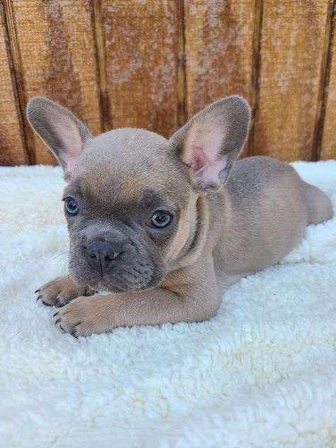 French Bulldog Blue Fawn, Fawn Frenchie, Blue Fawn French Bulldog, Dogs Ideas, Fawn French Bulldog, French Bulldog Gifts, Frenchie Bulldog, Animals Pictures, Baby Animals Pictures