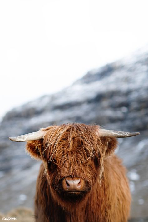 Scottish highland calf in the field | premium image by rawpixel.com / Luke Stackpoole Scottish Highland Calf, Highland Calf, Cow Highland, Highland Cattle, Highland Cow, The Field, Cow, Iphone