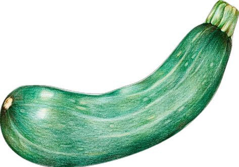 Hand drawn zucchini illustration | free image by rawpixel.com Zucchini Illustration, Squash And Zucchini, Hand Images, Free Illustration Images, Download Free Images, Watercolor Background, Free Image, Recipe Book, Zucchini