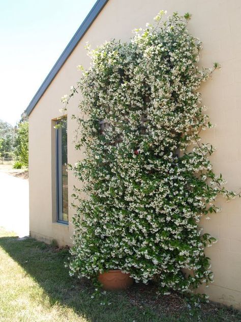 Garden decoration with jasmine the most popular climbing plant | My desired home Planting Bulbs In Spring, Garden Wall Designs, Growing Vines, Building A Pergola, Vertical Garden Wall, Vertical Garden Diy, Pergola Design, Garden Solutions, Walled Garden