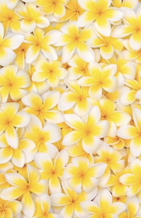 Plumeria Flowers Wallpaper, Fun Summer Wallpaper, Plumeria Flowers, Health Journal, Flowers Wallpaper, Summer Wallpaper, Fun Summer, Flower Power, Summer Fun