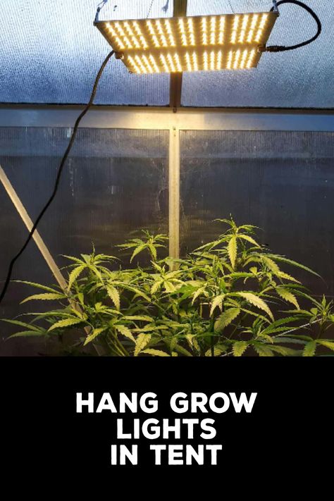 How to Hang Grow Lights in Tent Grow Lamps, Support Beams, Growing Plants Indoors, Grow Tent, How To Hang, Indoor Gardening, Led Grow, Led Grow Lights, Types Of Lighting