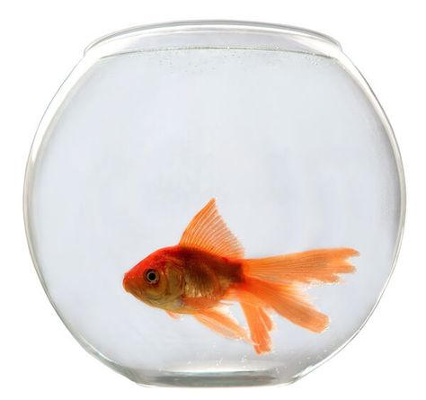 Pet Orange Goldfish In Bowl. Goldfish Aquarium, Goldfish Bowl, Celebrating Diversity, Circle Painting, World Of Gumball, The Amazing World Of Gumball, Fish Bowl, Water Quality, Cat Care