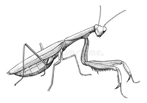 Paying Mantis Tattoo, Praying Mantis Tattoo Stencil, Praying Mantis Drawing Tattoos, Preying Mantis Drawing, Pray Mantis Drawing, Preying Mantis Sketch, Praymantis Drawing, Praying Mantis Tattoo Design, Praying Mantis Sketch