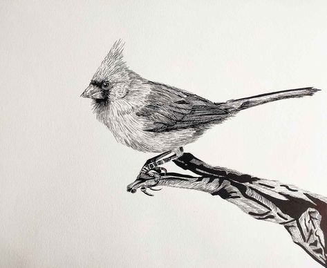 Contemporary Art - Drawing - Cardinal - Lucile Maury Cardinal Drawing Tattoo, Cardinal Line Art, Cardinal Line Drawing, Cardinal Tattoo Black And White, Cardinal Aesthetic, Cardinal Sketch, Cardinal Illustration, Cardinal Drawing, Bird Sketches