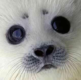 Ringed Seal, Harp Seal, Wide Eyes, Cute Seals, Seal Pup, Baby Seal, Silly Animals, Sweet Animals, Animal Photo