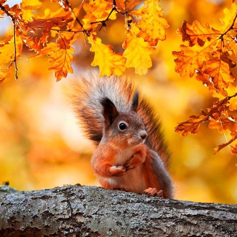 Beautiful closeup photo of curious red squirrel on a tree branch during Autumn season. #animals #animallovers #squirrel #nature #photo #photography #trending #trends #Pinterest Autumn Profile Pictures, Squirrel Aesthetic, Autumn Squirrel, Series Ideas, Autumn Animals, Fall Cats, Closeup Photo, Autumn Background, Wild Animals Pictures