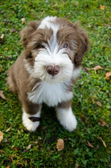 30+ Best Bearded Collie Dog Names – The Paws Bearded Collie Puppies, Every Dog Breed, All Dogs Go To Heaven, Dogs Go To Heaven, Collie Puppy, Huge Dogs, Collie Puppies, Bearded Collie, Puppies And Kitties