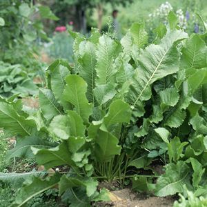 How To Grow and Prepare Horseradish Radish Plant, Growing Horseradish, Horse Radish, Survival Gardening, Garden Veggies, Organic Gardening Tips, Hardy Perennials, Food Garden, Growing Herbs