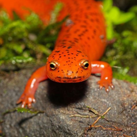 Check out this red salamander! They may look cute, but they can secrete toxins to scare off even the most intimidating predators. 📸:… Red Salamander, Animal Planet Toys, Planet Toys, Planet Logo, Seafood Restaurants, Los Angeles Restaurants, Africa Animals, Hipster Cat, Logo Search