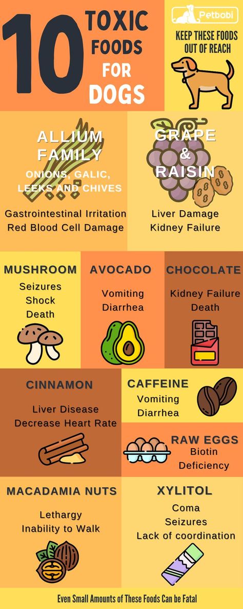 Food Dogs Cant Eat, Things Dogs Cant Eat, Toxic Foods For Dogs, Foods For Dogs, Human Food For Dogs, Reactive Dog, Avocado Chocolate, Dog Health Tips, Toxic Foods