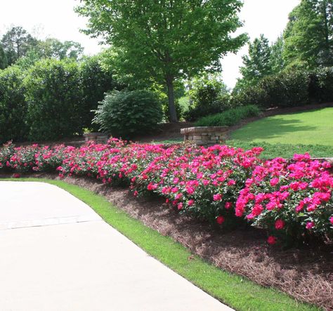 Good plants to line a driveway with. Hedges Landscaping, Rose Hedge, Rose Garden Landscape, Landscaping With Roses, Knockout Roses, Landscape Gardening, Rose Garden Design, Garden Hedges, Driveway Ideas