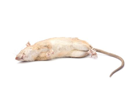 Dead Mouse, Design Background, Rats, Vintage Design, White Background, Stock Images, Stock Photos, Animals, White