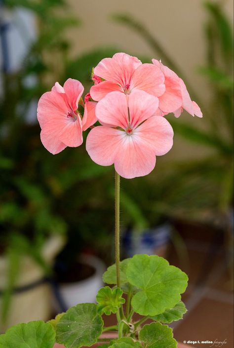 Geranium Tattoo, Geranium Plant, Herb Garden In Kitchen, Geranium Flower, Watercolor Flower Art, Beautiful Flowers Pictures, Flower Art Painting, Flower Pictures, Geraniums