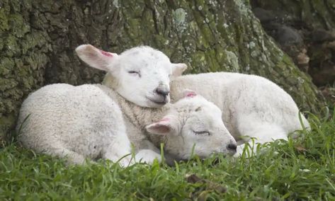 Baby Lamb, Sheep Farm, Sheep And Lamb, Faith Art, Cute Sheep, Oita, Baby Goats, Happy Animals, The Grass