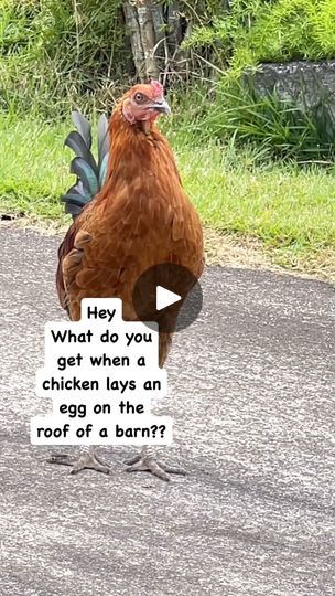 44K views · 61K reactions | Just some chicken humor 😂😂😂

.
.
.
.
.
.
.
.
#dadjokes 
#facebookreels #pets #instacute #cute #funny #funnyreels #happy #jokes #chickens #roosters #backyardchickens | Baylee the Malshi | thechickenhill · Original audio Chicken Quotes, Chicken Humor, Chickens Backyard, Dad Jokes, Funny Quotes, Audio, Chicken, Humor, Memes