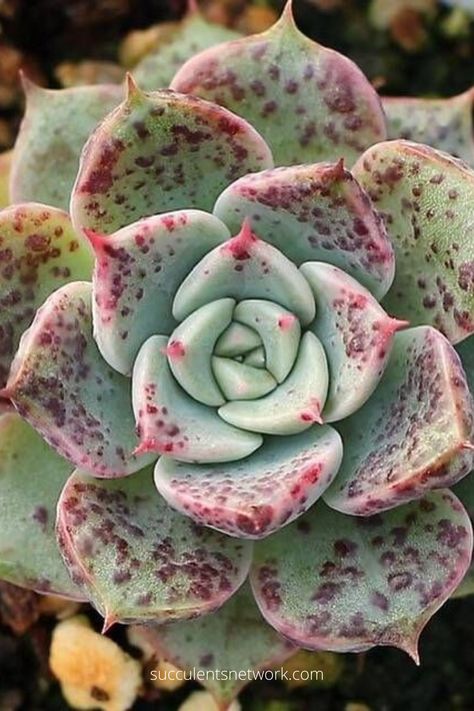 Here you can find 11 most popular Echeverias, read the summaries of each type and buy them via the links on the page. #buy #succulents #echeveria #types #popular Suculent Plants, Types Of Succulents Plants, So Random, Succulent Garden Diy, Types Of Succulents, Cedar Creek, Succulent Gardening, Indoor Gardens, Unusual Plants