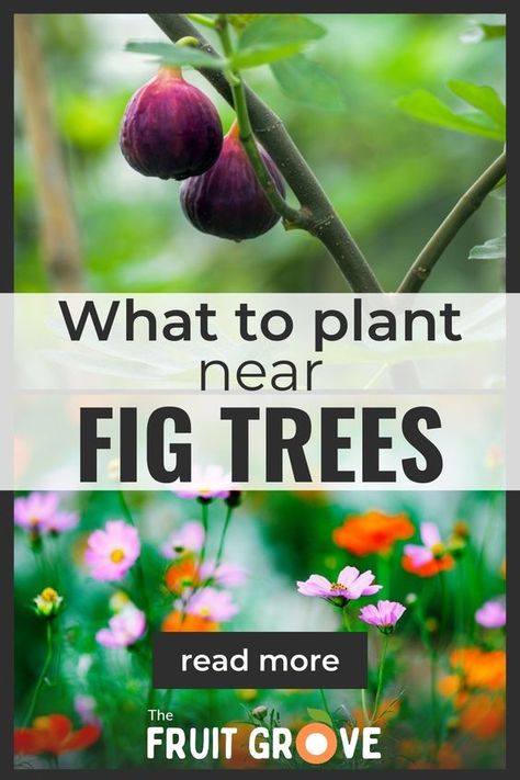 Grow a happier, healthier fig tree by choosing the right fig companion plants! Learn what to plant under a fig tree to maximize its growth and yield, keep away the pests, and attract pollinating insects. While you’re at it, find out what plants to avoid growing near fig trees, too. Click the article to discover the best practices for planting under your fig, from sunlight considerations to spacing strategies. A flourishing fig tree awaits! Fig Tree Garden Design, Fig Trees In Pots, Fig Tree Companion Plants, How To Propagate A Fig Tree, Fig Tree Guild, How To Eat Figs, Fig Tree Care, Fig Propagation, Growing Figs