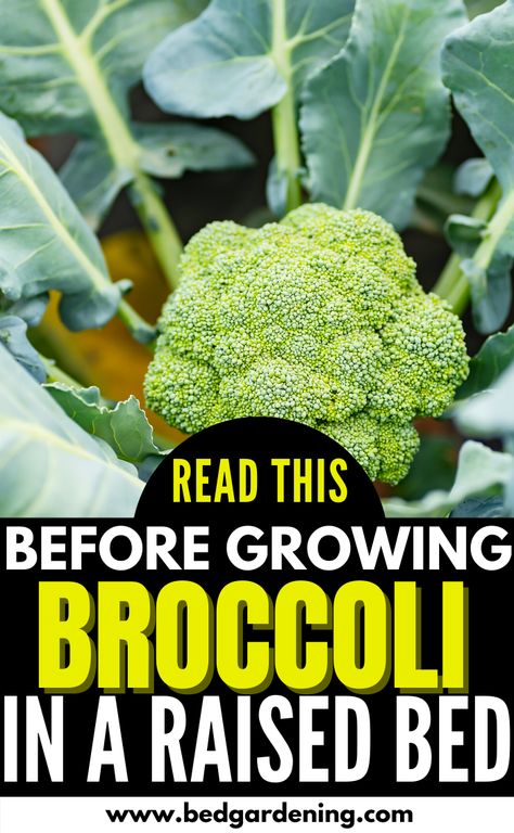 Read This Before Growing Broccoli In A Raised Bed. The seeds of the broccoli should be planting before 85 to 100 days before the first fall frost. In this way, you will get the high-temperature soil or start seeds in late May. Planting Broccoli, Grow Broccoli, Grow Broccoli In Containers, Broccoli Growing Tips, Broccoli Growing, How To Grow Broccoli From Seed, How Does Broccoli Grow, Broccoli Plant, Growing Broccoli