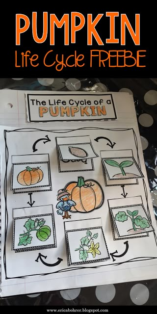 5th Grade Art Projects, Life Cycle Of A Pumpkin, Pumpkin Lessons, Pumpkin Investigation, Pumpkin Science, October Classroom, Pumpkin Unit, October School, Pumpkin Life Cycle