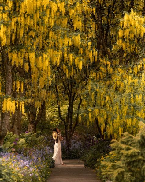 🇼 🇪 🇳☽ 𝐚𝐫𝐭 𝐟𝐨𝐫 𝐚 𝐬𝐢𝐦𝐩𝐥𝐞𝐫 𝐰𝐨𝐫𝐥𝐝 on Instagram: “Flowering laburnum must be the result when trees weep golden tears of joy, or perhaps when they play arboreal dress-up by choosing their…” Laburnum Tree Painting, Laburnum Tree, Golden Tears, Desert Biome, Trees Landscaping, Colour Gradient, The Picture Of Dorian Gray, Picture Of Dorian Gray, Dorian Gray