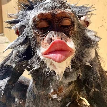 Ugly Monkey, Funny Monkey Pictures, Facts Funny, Monkey Pictures, Funny Animal Photos, Silly Cats Pictures, A Monkey, Monkeys Funny, Cute Monkey