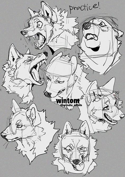 wintom (@windu_utom) 的媒体帖子 / X Wolf Face Drawing Reference, Wolf Expressions Drawing, Animal Drawing Poses, How To Draw Anthro, Anthro Drawing Reference, Wolf Anatomy Reference, Wolf Poses Reference, Wolf Anatomy Drawing, Wolf Reference Drawing