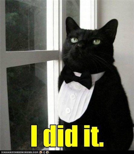 Black Butler Anime, Butler Anime, A Black Cat, Tuxedo Cat, Funny Cat Pictures, Downton Abbey, Cats Meow, Crazy Cat Lady, The Window