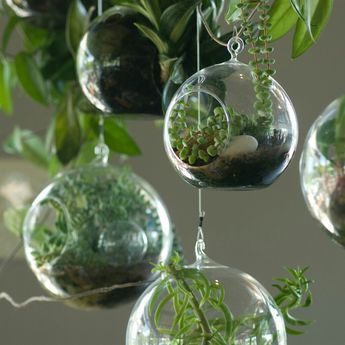 Terrariums Diy, Hanging Glass Terrarium, Small Terrarium, Beautiful Terrariums, Hanging Terrarium, Mini Terrarium, Exquisite Gardens, Diy Terrarium, Terrarium Containers