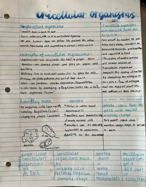 Unicellular Organisms, Biology Major, Speck Of Dust, Science Notes, Biology Notes, Food Chain, By Myself, Biology, Dream House