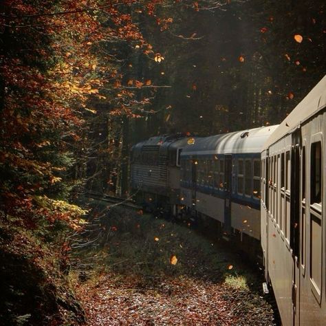 Autumn In Film, Forest In Autumn, Autumn Aesthetic Photos, Autumn Train, Autumn Pics, Fall Core, Train Aesthetic, Foto Muro Collage, Autumn Fall Aesthetic