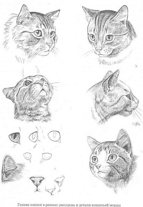 Cat Hand Drawing, Draw Cats, Cat Drawing Tutorial, Cats Art Drawing, Cat Anatomy, Cat Hand, Cat Sketch, 강아지 그림, Drawing Faces