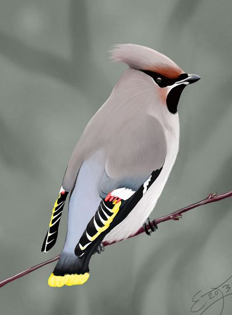 Wild Birds Photography, Bohemian Waxwing, Regard Animal, Life Meaning, Colourful Birds, Most Beautiful Birds, Kinds Of Birds, Rare Birds, Soul Searching