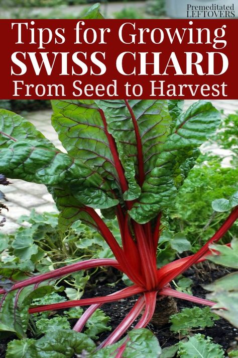 Use these Tips for Growing Swiss Chard in Your Garden. How to grow Swiss Chard from seed, how to transplant Swiss chard sprouts & when to harvest Swiss chard plants. Swiss Chard Plant, Growing Swiss Chard, Cold Climate Gardening, Garden Guide, Organic Gardening Tips, Creative Gardening, Swiss Chard, Garden Soil, Chard