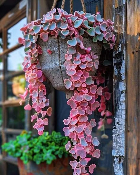 Hoya Kerrii, Succulent Landscape Design, Goth Garden, Succulent Gardening, Creative Gardening, Colorful Plants, Hanging Garden, Garden Art Diy, Pretty Plants