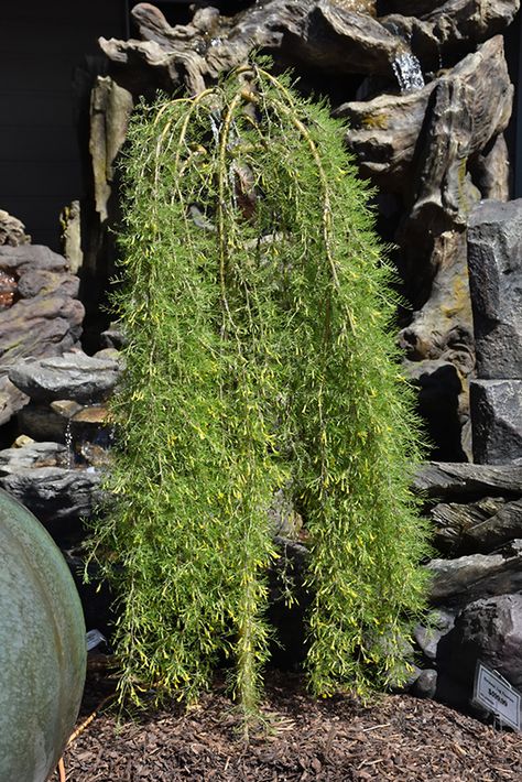 Walker Weeping Caragana (Caragana arborescens 'Walker') at Eagle Lake Nurseries Caragana Arborescens, Specimen Trees, Full Size Photo, Flower Landscape, Golden Flower, Garden Accents, Kew Gardens, Country Gardening, Types Of Soil