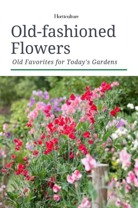 Old Fashioned Flowers, Old Fashioned Garden, Yard Flowers, Garden Snakes, Flowers To Grow, Flower Types, Country Gardens, Grandmas Garden, Gardening Flowers