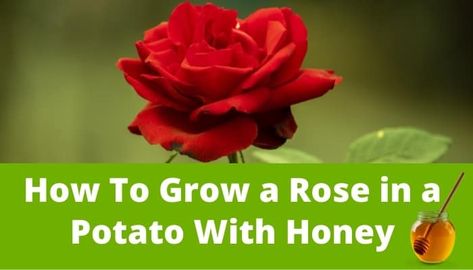 While you may think a rose, potato, and honey aren't a likely trio, when combined, they actually make propagating rose cuttings a breeze! Roses In Potatoes, Propagating Roses, Garden Tricks, Rose Cuttings, Flower Varieties, Potted Plants Outdoor, Plants Outdoor, Plant Propagation, Growing Potatoes