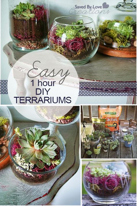 Diy Succulent Terrarium, Diy Terrarium, Beautiful Terrariums, Mini Terrarium, Terrarium Diy, Garden Terrarium, Terraria, Terrarium Plants, Succulent Terrarium